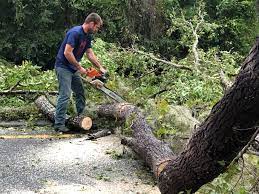 Best Seasonal Cleanup (Spring/Fall)  in Justice, IL