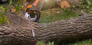 Best Aeration Services  in Justice, IL