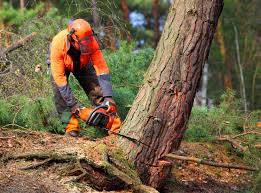 Best Commercial Tree Services  in Justice, IL