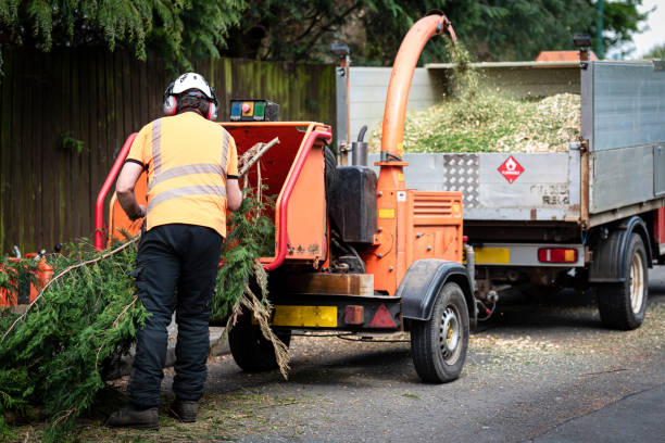 Reliable Justice, IL Tree Services Solutions