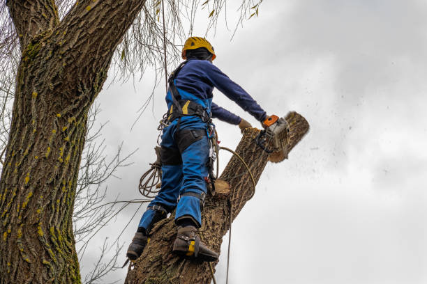 Best Pest Control for Lawns  in Justice, IL