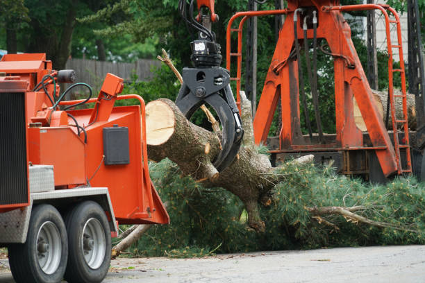 Best Lawn Renovation and Restoration  in Justice, IL