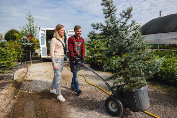 Best Stump Grinding and Removal  in Justice, IL