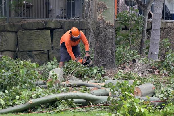 Best Leaf Removal  in Justice, IL
